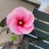 Imagine 4/4 - Floarea roz a hibiscusului de mlaștină. 