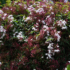 Imagine 1/3 - Înflorirea iasomiei cățărătoare roz. 