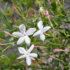 Imagine 3/3 - Florile iasomiei cățărătoare, de aproape. 