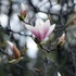 Imagine 1/7 - Magnolia soulangeana primăvara, la începutul înfloririi. 