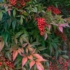Imagine 1/6 - Boabele roșii și frunzișul bambusului sfânt. 