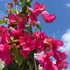 Imagine 19/24 - Bougainvillea în centrul nostru de grădinărit. 