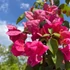 Imagine 20/24 - Bougainvillea în primăvară în pepiniera noastră. 