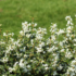 Imagine 6/9 - Înflorirea de primăvară a plantei Osmanthus x burkwoodii.