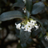 Imagine 1/9 - Flori de Osmanthus x burkwoodii primăvara. 
