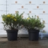 Imagine 5/9 - Potentilla fruticosa - Potentilla cu flori galbene