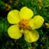 Imagine 6/9 - Potentilla fruticosa - Potentilla cu flori galbene