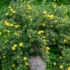 Imagine 7/9 - Potentilla fruticosa - Potentilla cu flori galbene