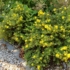 Imagine 9/9 - Potentilla fruticosa - Potentilla cu flori galbene