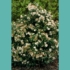 Imagine 5/6 - Viburnum Tinus decorează frumos într-un strat de flori. 