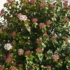 Imagine 4/6 - Arbuștul Viburnum plin de flori. 