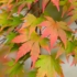 Imagine 2/3 - Frunzele arțarului japonez Oramge Dream la începutul colorării. 