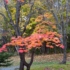 Imagine 3/3 - Acer palmatum Orange Dream decorează cu frunziș colorat de toamnă. 
