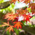 Imagine 8/12 - Arțarul japonez Atropurpureum decorează grădina până toamna târziu.