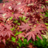 Imagine 6/12 - Frunzele arțarului japonez au o culoare roșie aprinsă.