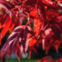 Imagine 9/12 - Culoarea frunzelor este și mai specială într-o grădină însorită. 