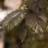 Imagine 2/5 - Albizia julibrissin Chocolate fountain - Arbore de mătase