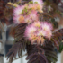 Imagine 3/5 - Albizia julibrissin Chocolate fountain - Arbore de mătase