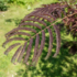Imagine 5/5 - Albizia julibrissin Chocolate fountain - Arbore de mătase