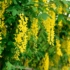 Imagine 1/2 - Florile galbene strălucitoare ale salcâmului galben. 