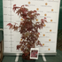 Imagine 4/12 - Acer palmatum Atropurpureum  în pepiniera noastră, la mijlocul lunii aprilie. 