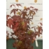 Imagine 7/12 - Acer palmatum Atropurpureum în aprilie. 