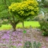 Imagine 1/6 - Ginkgo biloba Mariken decorează grădina cu coroana sa sferică. 