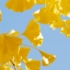 Imagine 4/6 - Toamna frunzele de Ginkgo biloba se schimbă în galben. 