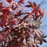 Imagine 17/17 - Frunzișul roșu de Acer palmatum Atropurpureum.