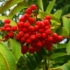 Imagine 1/4 - Fructele roșii, comestibile ale scorușului ornamental. 