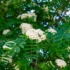 Imagine 3/4 - Florile albe ale scorușului ornamental, care înfloresc la începutul verii. 