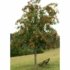 Imagine 4/4 - Scorușul ornamental este un arbore ornamental foarte decorativ. 