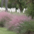 Imagine 2/8 - Iarbă ornamentală de Texas cu iarbă de pampas alb. 