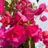 Imagine 8/24 - Bougainvillea înflorită în pepiniera noastră, în luna iulie.