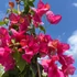 Imagine 9/24 - Bougainvillea bine dezvoltată în ghiveci, în oferta noastră.