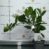 Imagine 4/13 - Iasomia braziliană albă este o plantă excenetă pentru balcon. 