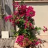 Imagine 3/24 - Bougainvillea aduce o atmosferă mediteraneană în grădină.