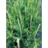 Imagine 6/6 - Cupressocyparis x leylandii este o plantă rezistentă la boli. 
