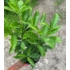 Imagine 6/7 - Laurul englezesc Greentorch poate fi plantat până la înghețuri. 