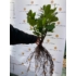 Imagine 7/8 - Laur englezesc cu rădăcină liberă sănătos, bine dezvoltat. 