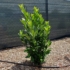 Imagine 3/7 - Laur englezesc Greentorch, de 2 ani, plantat ca plantă solitară. 