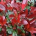 Imagine 2/7 - Frunzișul plantei Photinia x fraserii Little Red Robin.