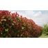 Gard viu din Photinia x fraserii Red Robin.