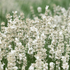 Imagine 1/7 - Lavandă cu flori albe