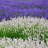 Imagine 6/7 - Un câmp de lavandă cu flori albe și mov.