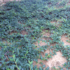 Imagine 4/6 - Cotoneaster târâtor în primul an după plantare. 