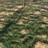 Imagine 6/6 - Cotoneaster târâtor plantat pe un deal. 