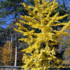 Imagine 6/6 - Frunzișul galben a plantei Ginkgo biloba, toamna. 