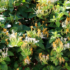 Imagine 1/9 - Florile caprifoiului japonez veșnic verde. 