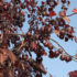 Imagine 1/3 - Prunus cerasifera Nigra - Corcoduș